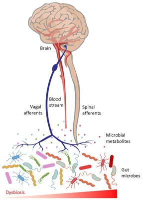 The microbiota-gut-brain axis in stress and depression